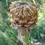 Centaurea macrocephala Fruit