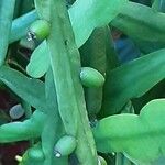 Rhipsalis micrantha Fruit