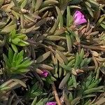 Portulaca pilosa Fuelha