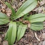 Anacamptis coriophora Folha