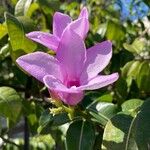 Cryptostegia madagascariensis Flor