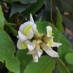 Craibia grandiflora Λουλούδι