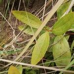 Anisophyllea quangensis Leaf