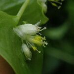 Streptolirion volubile Flower