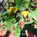 Erythrina lysistemon Levél
