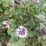 Mentha aquaticaFlower