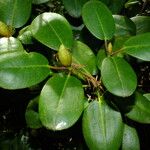 Rhododendron aureum Leaf