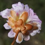 Armeria pungens Flor