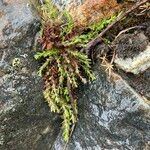 Galium corymbosum Yeri