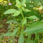 Porophyllum ruderale Leaf