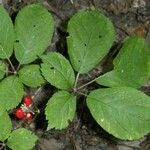 Panax quinquefolius Blad