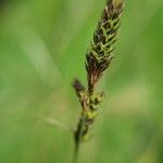 Carex hartmaniorum