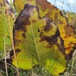 Silphium terebinthinaceum Leaf