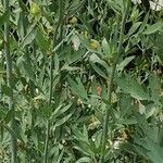 Romneya coulteri кора