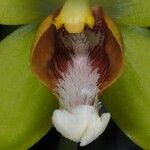 Clematepistephium smilacifolium Flor