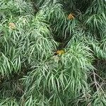 Podocarpus neriifolius Leaf