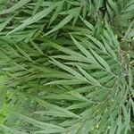 Grevillea robusta Folha