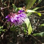Fuchsia paniculata ফুল