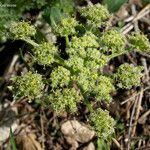 Lomatium dasycarpum Цвят