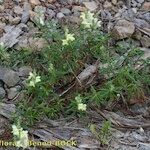 Antirrhinum braun-blanquetii 整株植物