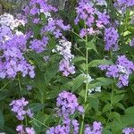 Hesperis matronalisFlor