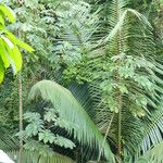 Oenocarpus bataua Levél
