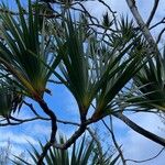 Pandanus montanus Leaf