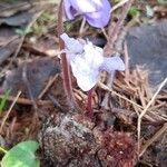 Hepatica nobilisFleur