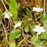 Moneses uniflora Habit