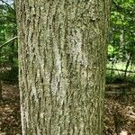 Carya tomentosa Bark