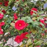 Rosa cinnamomea Flors