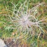 Anemone alpina Flower