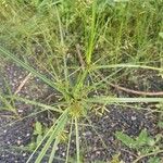 Cyperus imbricatus Habitatea