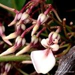 Agatea longipedicellata Frukto