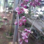 Polystachya concreta Floro