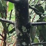 Garcinia nervosa 樹皮