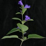 Strobilanthes tomentosa Hábito