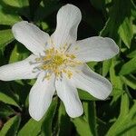 Anemone nemorosa Virág