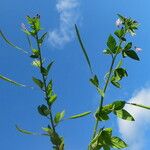 Cleome rutidosperma Blatt