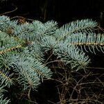 Picea pungens برگ