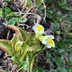 Pinguicula alpina Hábito