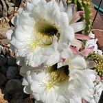 Echinopsis candicans Blomst