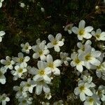 Saxifraga cebennensis Blüte
