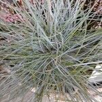 Festuca glauca Folio