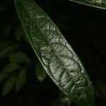 Aniba guianensis List