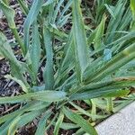 Eryngium yuccifolium Blad