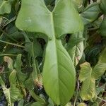 Philodendron bipennifolium Blad