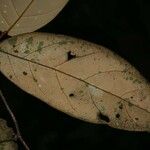 Licania ovalifolia Levél