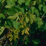 Acer glabrum Frucht