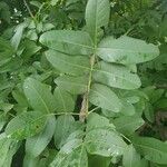 Zanthoxylum chalybeum Blatt